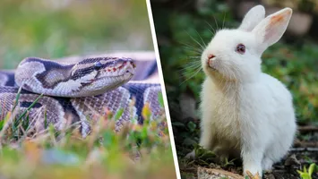 Oameni traumatizați după o vizită la Zoo Sibiu. Un piton a fost hrănit cu un iepure viu chiar sub pivirile vizitatorilor