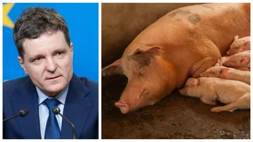 După legea țuicii, și cea a purceilor se întoarce în parlament, pentru reexaminare. Ce a cerut Nicușor Dan