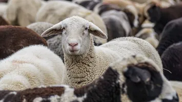 Se dau bani pentru crescătorii de ovine. Fermierii ar putea primi de la stat până la 50.000 de euro