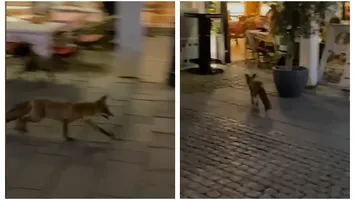 O vulpe a creat haos în Centrul Vechi al Capitalei. Animalul sălbatic a alergat dezorientat printre mesele teraselor și printre turiști