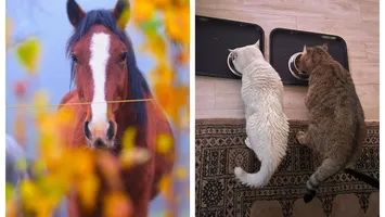 Victor Ciutacu a adoptat un mânz: „Animalele nu m-au vândut niciodată”