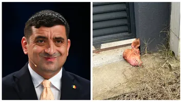 Simion reacționează în scandalul capului de porc de la poarta lui Lulea. ”Cât de jos vreți să mergeți? Probabil voi fi vinovat și că plouă”