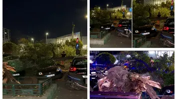 Copac căzut peste maşini şi pietoni în Sectorul 6. Imaginile cu momentul prăbuşirii, surprinse de un trecător VIDEO
