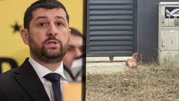 Dimineață de coșmar pentru Marius Lulea! Un cap de porc, lăsat la poarta sa. Mașinile și gardurile din zonă, acoperite cu stickere amenințătoare