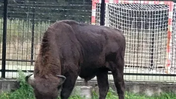 Zimbru de peste 800 de kilograme, ucis de braconieri la Bistriţa. Fusese recolat din Suceava VIDEO