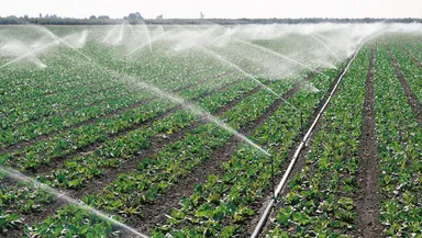 Petre Daea ignoră toate avertismentele legate de secetă şi raţionalizarea apei şi este în favoarea irigaţiilor. „Cu hrana nu-i de joacă!”