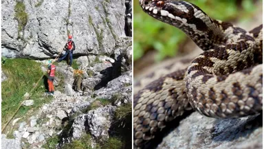 Salvamont Maramureş avertizează: atenţie la întâlnirile cu şerpii pe munte! Ce trebuie să facem în caz de urgenţă