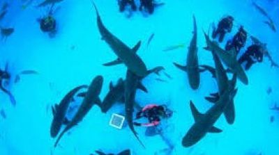 Există rechini în Marea Neagră? Ce prădător se ascunde în adâncuri și cât de periculos este