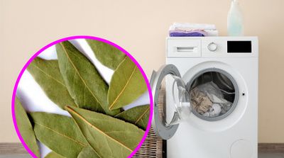 De ce gospodinele adaugă frunze de dafin în mașina de spălat? Lucrul practic care face viața mai ușoară
