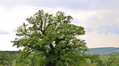 Locul din România unde se află cel mai bătrân copac. A devenit un simbol de peste 900 de ani pentru localnici / FOTO