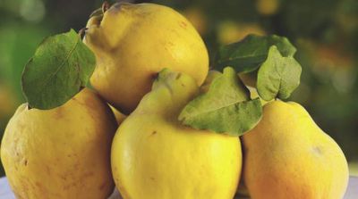 Gutui proprietăți. Ce vitamine conține fructul și cum acesta trebuie consumat?