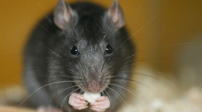 Sute de kilograme de droguri mâncate de șobolani. Poliția face anchetă: 
