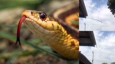 Cum a ajuns un șarpe să zboare de pe acoperișul unei case. Localnicii nu vor să mai iasă din locuințe: „Aș fi putut să mor fără să știu că șerpii pot face asta”