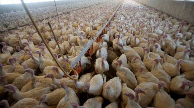 Focar de gripă aviară la cea mai are fermă de curcani din România! Sute de mii de păsări sacrificate