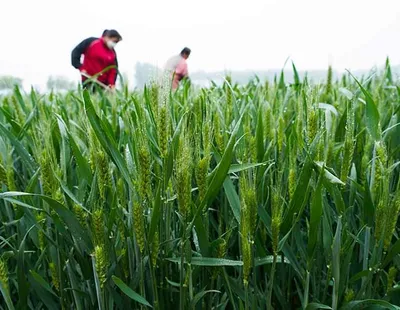 Preţul grâului a urcat la un record istoric. Crizele din Ucraina şi India au dus la o explozie pe pieţele internaţionale