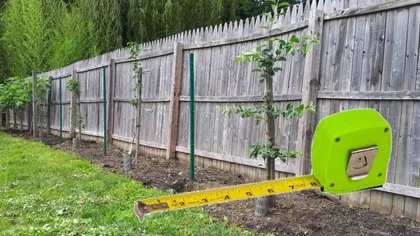 Când ești obligat de vecini să tai copacii din curtea ta. Legea te pedepsește pe loc, regula e clară