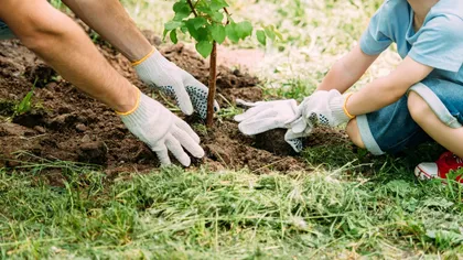 Copacii pe care trebuie să îi plantezi neapărat în curtea ta! Te protejează de căldură și oferă cea mai bună umbră