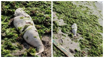 Delfini morți pe litoralul românesc. Mamiferele au fost descoperite la mal de turiști