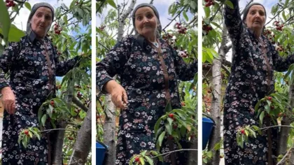 Bunica Gherghina, cocoțată în copac după cireșe! Cum a reacționat nepoata femeii de 75 de ani când a văzut-o astfel: „Dă-mă jos dacă poți!”