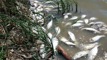 Imagini terifiante în apele din România! Motivul pentru care peștii mor pe capete: „Orice dezastru ecologic este provocat tot de om”