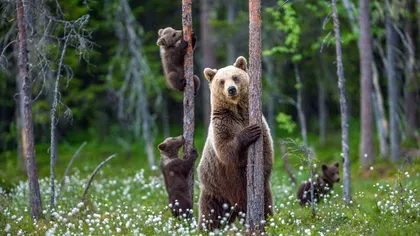 Un urs a fost semnalat într-o localitate din Maramureş. Autorităţile au emis mesaj RO-Alert