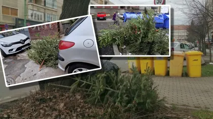 Amenzi uriașe pentru aruncarea necorespunzătoare a bradului de Crăciun. Ce se întâmplă cu pomii depozitați lângă ghenele de gunoi