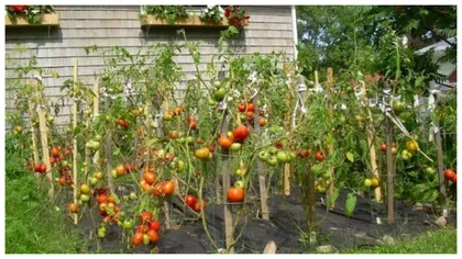 Ce legume pot fi cultivate în grădină, în aprilie, pentru o recoltă bogată