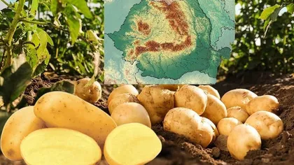 Această legumă produsă în România este vedetă pe piețele externe. Deși cererea este tot mai mare, producția românească a intrat în declin
