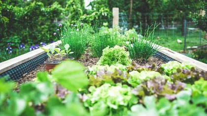 Mai este luna ideală pentru plantări. Vezi ce legume să semeni acum, ca să ai o recoltă abundentă în sezon