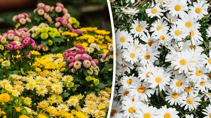 Ce flori se plantează în luna mai. Curtea ta va arăta precum o grădină botanică, de o frumusețe aparte