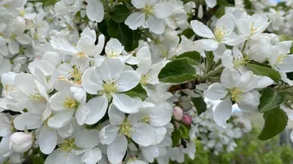 Cum să îngrijim pomii fructiferi până la sfârșitul lunii aprilie: Tratamente necesare pentru o recoltă bogată
