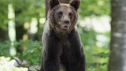 Un urs a fost văzut din nou pe străzile din Sinaia. A fost emis mesaj RO-ALERT