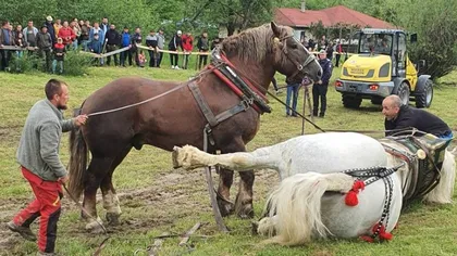Anchetă a procurorilor după ce, la un festival din Năsăud, un cal a murit în urma efortului depus într-un concurs de tras buşteni