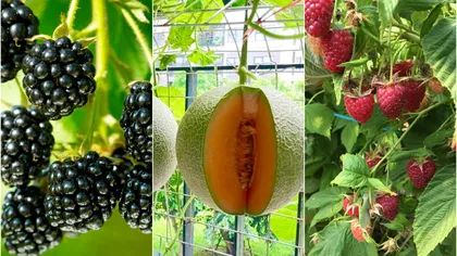 6 fructe cu creștere rapidă de care te poți bucura până la sfârșitul verii, dacă le plantezi în luna mai