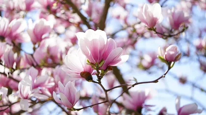 Ce trebuie să faci la început de iunie pentru ca magnolia ta să fie plină de flori la primăvară