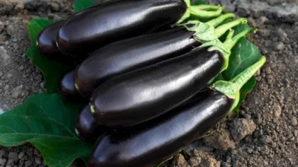 Cum trebuie udate vinetele pentru a nu fi amare. Cultivatorii experimentați dezvăluie ”secretul” recoltei perfecte