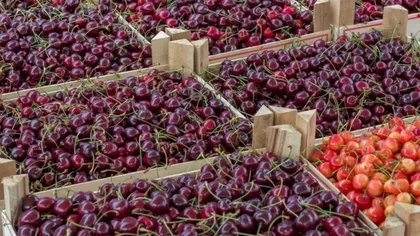 La Ploiești, kilogramul de cireșe costă 25 de lei: „Facem dulceață din fructe exotice”