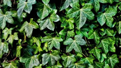 Planta ornamentală interzisă de UE pe tot teritoriul Europei. Mulți români au așa ceva în grădină