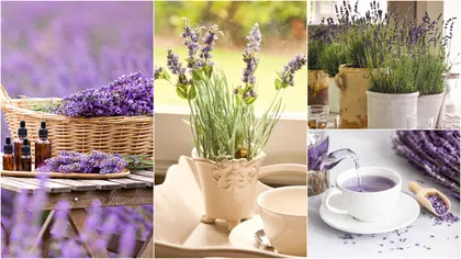 Ce poți face cu lavanda uscată. 3 moduri în care o poți utiliza cu ușurință