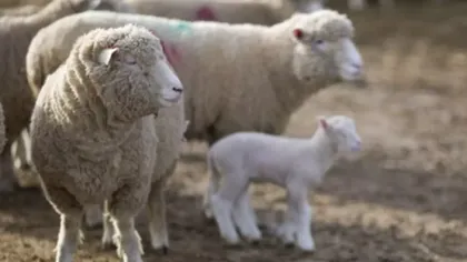 Vești bune pentru fermierii români. Se deschide o nouă piață pentru crescătorii de animale