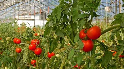 Cum îşi protejează fermierii roşiile în solarii când temperaturile trec de 40 de grade Celsius. Efectele caniculei se văd în preţuri