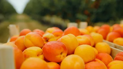 Tone de caise fals românești se vând în piețe. Oamenii cer autorităților să facă controale: „Nu există așa ceva. Nu a fost producție din cauza înghețului”