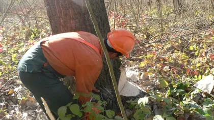 Senatul a aprobat legea prin care personalul silvic va folosi bodycam-uri. Diana Buzoianu: „Era momentul ca statul să le ofere instrumente moderne de protecție și dovadă, care să descurajeze comportamentele violente și ilegale”