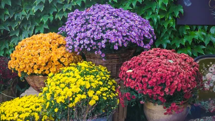 Flori pe care le poți planta toamna. Îți vor colora și înfrumuseța grădina sau balconul