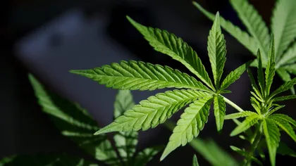 Un politician german de stânga recomandă tinerilor metoda infailibilă pentru a scăpa de armată: „Un joint zdravăn înaintea vizitei medicale”