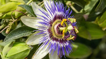 Passiflora sau floarea pasiunii: ce este, ce proprietăți are și cum se poate utiliza