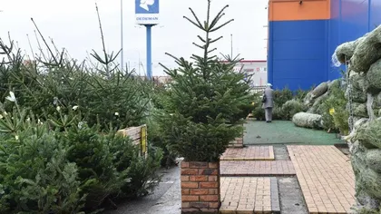 Cât costă un brad natural în iarna lui 2025, în magazinele Dedeman, Hornbach sau Leroy Merlin. Românii au început să renunțe la cei artificiali