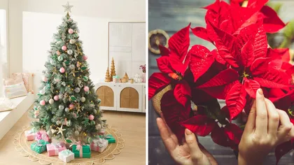 Sfaturi pentru un Crăciun cât mai verde: Cum să menții bradul hidratat și să alegi Crăciunița care rezistă cât mai mult