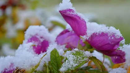 Ce trebuie să știe românii care stau la curte. Cum îți îngrijești grădina pe timp de iarnă, ce lucrări poți face în luna ianuarie pentru a feri pomii de ger