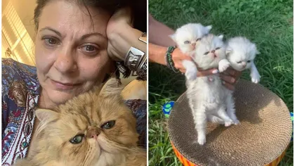 Elena Cârstea, afacere cu pisici în SUA: „Cea mai scumpă mâță am vândut-o cu 9.000 de dolari”
